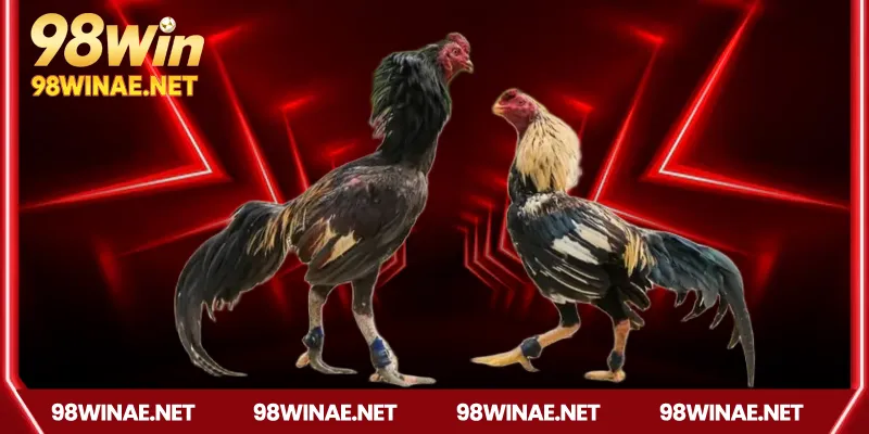 Các hình thức đá gà Campuchia phổ biến trên 98win