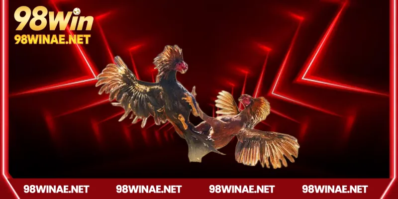 Đá gà 98win – Truyền thống kết hợp công nghệ