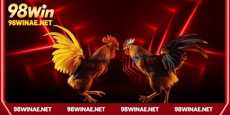 Nguồn gốc và sức hút của đá gà Campuchia