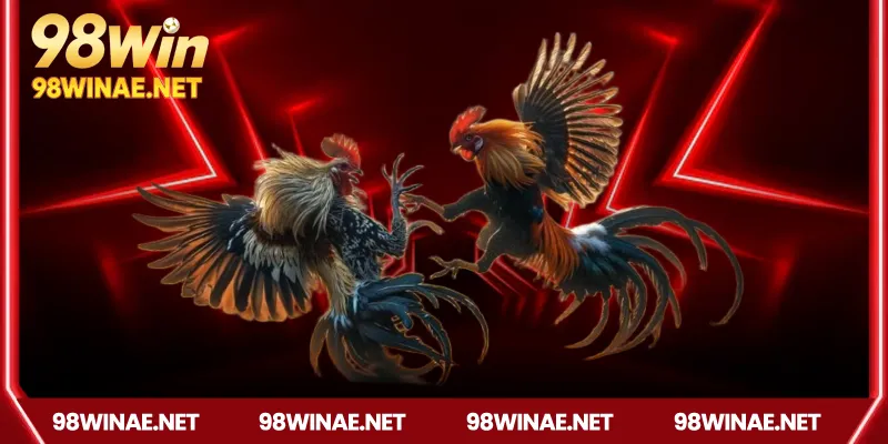 Đá gà Thomo – Huyền thoại sới gà đỉnh cao tại 98WIN