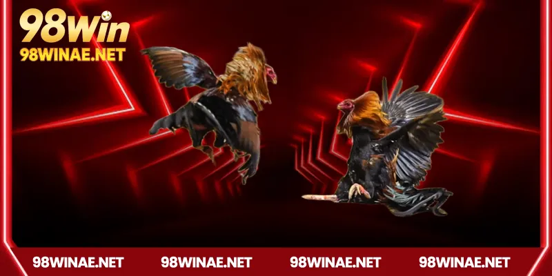 Ưu điểm nổi bật của đá gà Campuchia tại 98win