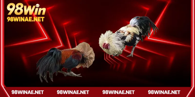 Ưu điểm nổi bật khi chơi đá gà Thomo